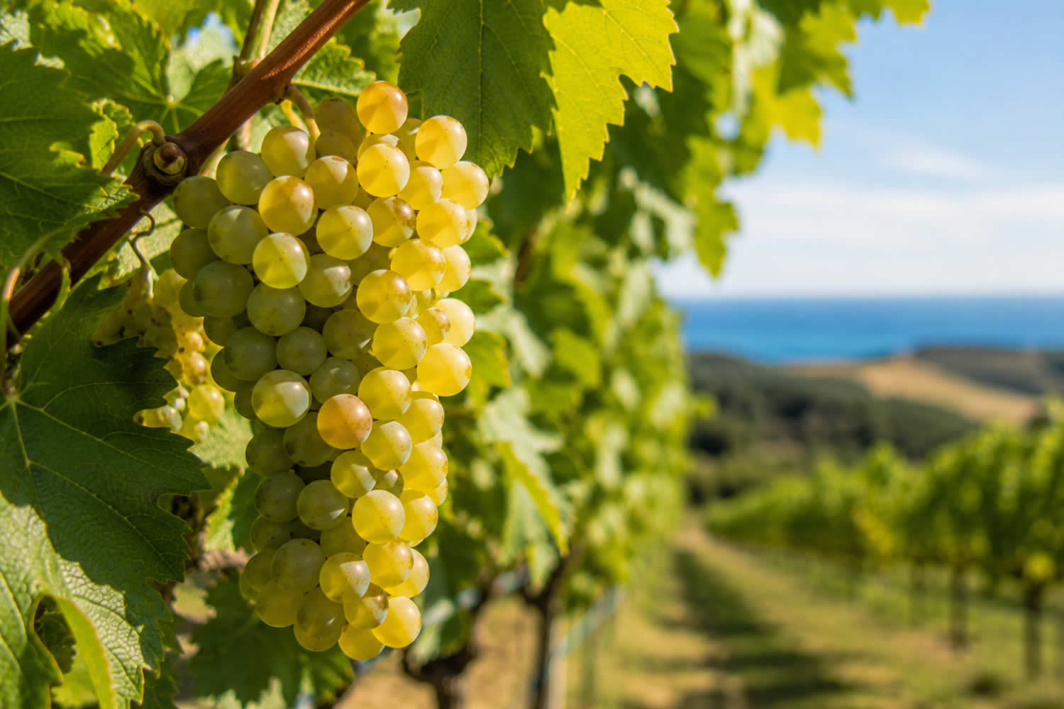 grappolo-uva-vitigno-vermentino